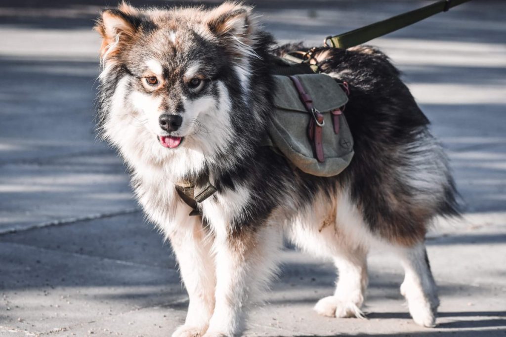 Finnish Lapphund, one of the dog breeds genetically predisposed to Pompe disease.