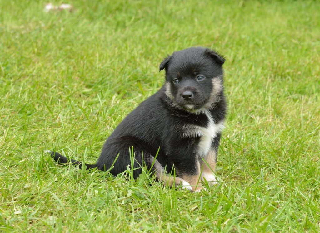 Lapponian Herder puppy.