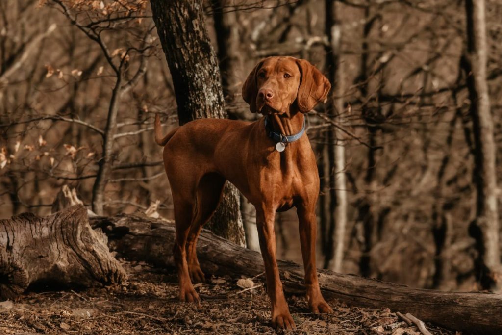 Vizsla dog in the woods, the areas believed to be linked to contracting Alabama rot.