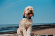 Goldendoodle playing at the beach, the breed’s high energy levels being a pro as well as a con depending on different individuals.