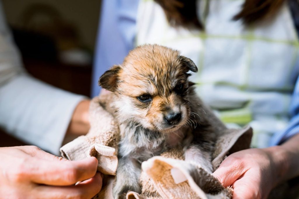 Puppy after getting a bath.