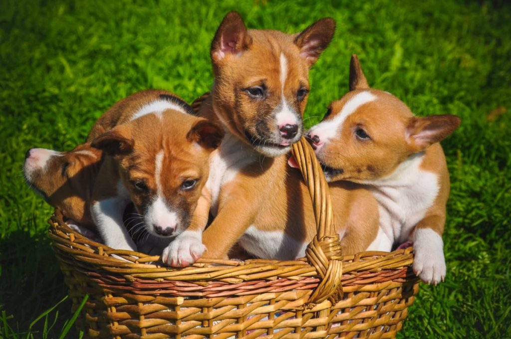 Picture of four Basenji puppies in a basket outdoors.