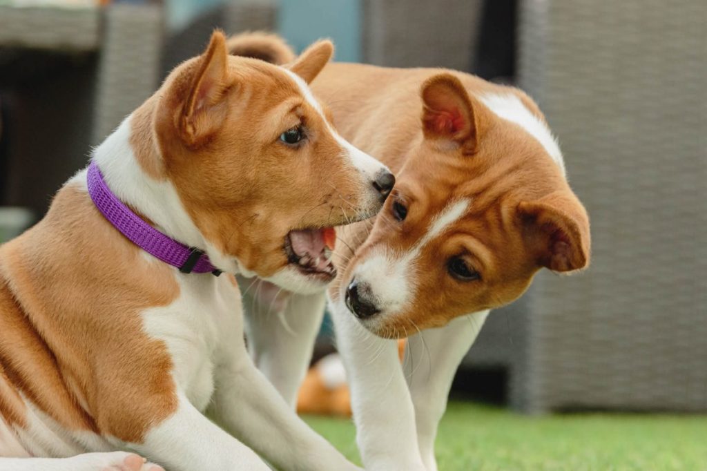 Two Basenji puppies playing outside in the yard.