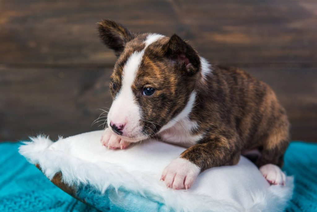 Cute brindle Basenji puppy dog sitting on a white fluffy pillow.