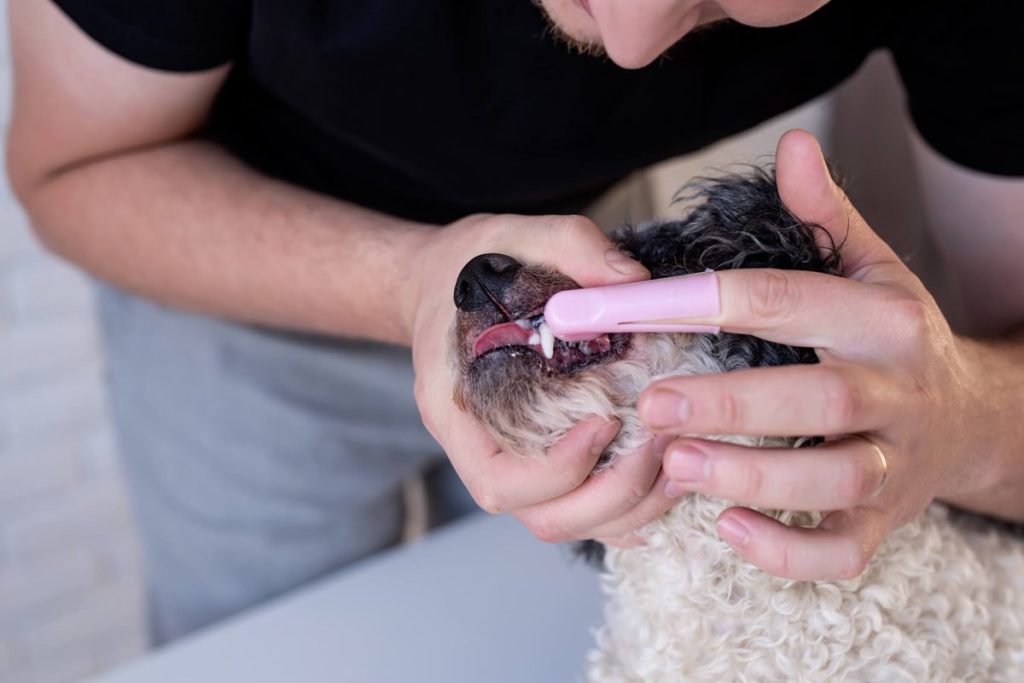 Pet parent brushing dog’s teeth using a finger toothbrush.