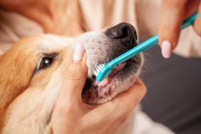 Pet parent learning how to brush a dog’s teeth.