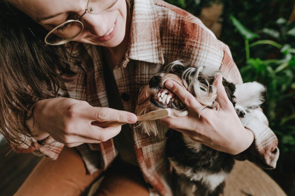 Pet parent brushing dog’s teeth.