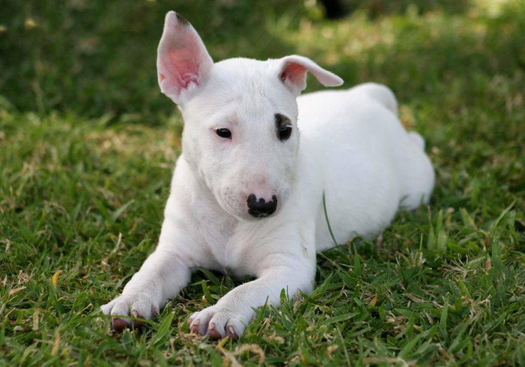 Bull Terrier puppy — one of the dog breeds prone to hereditary nephritis.