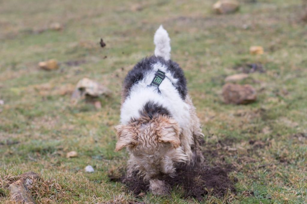 Fox Terrier digging the earth.