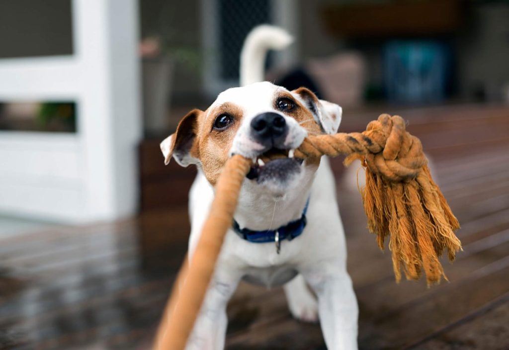 Fox Terrier puppy tugging on a rope at home.