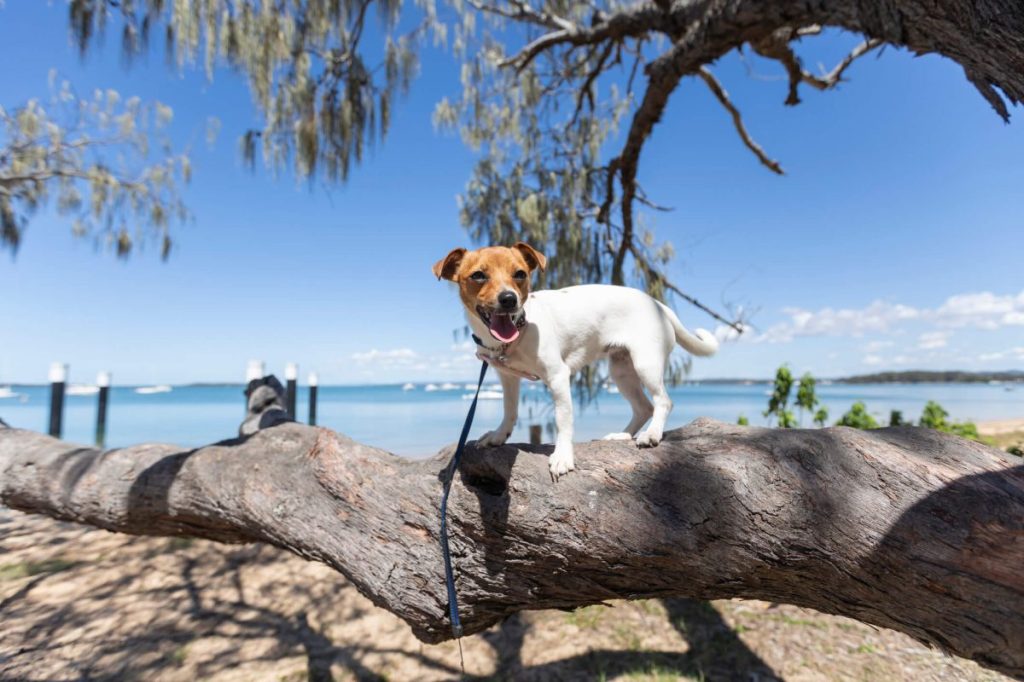 Fox Terrier standing on the branch of a tree.