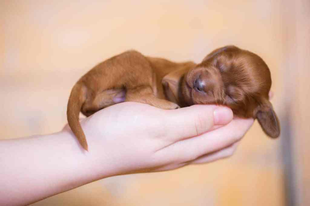 Human holding a newborn Irish Setter puppy in their palms.