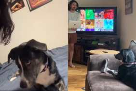 Pet Dog Reacts to Taylor Swift, Scooter Braun drama