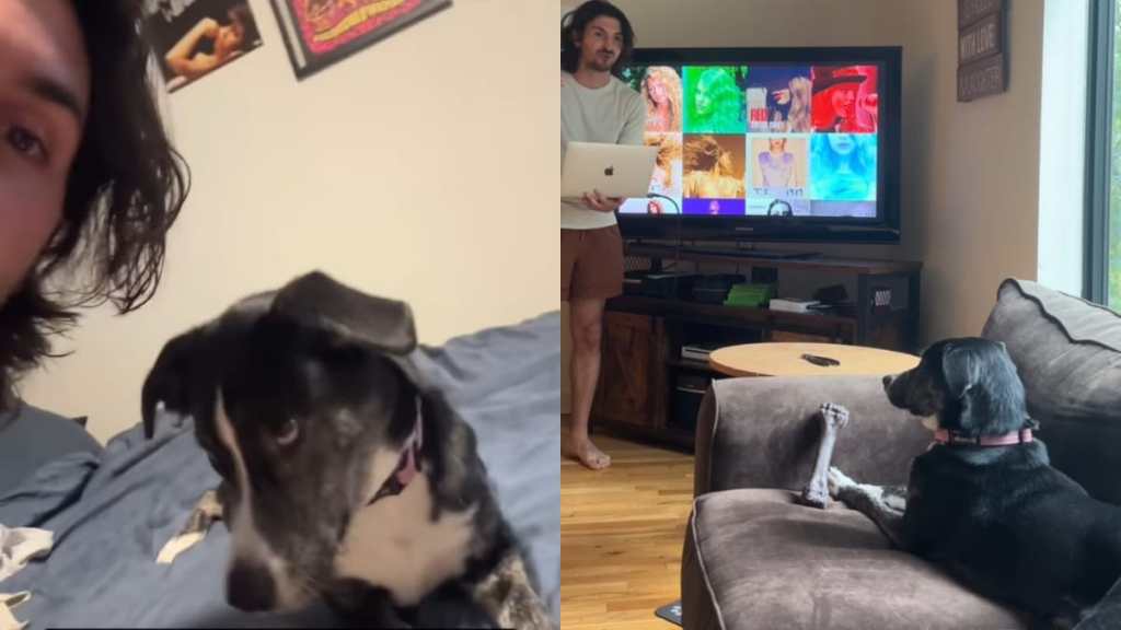 Pet Dog Reacts to Taylor Swift, Scooter Braun drama