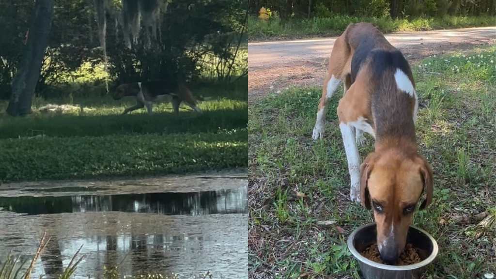 starved stray dog