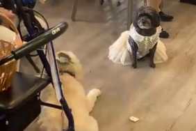 dog wedding