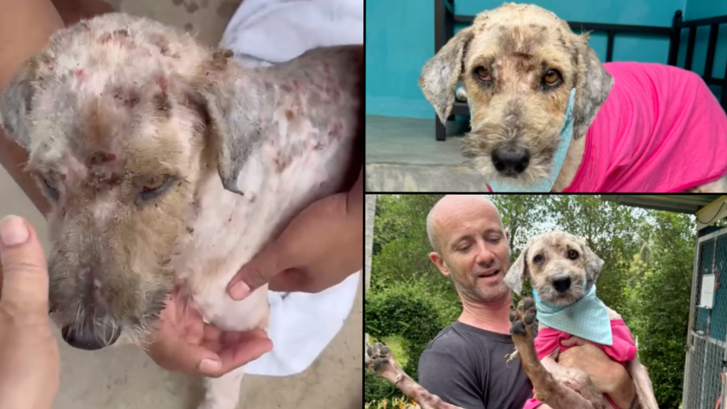 dog rescued in Thailand