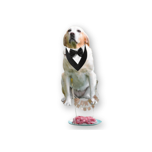 ADOGGYGO Formal Dog Tuxedo