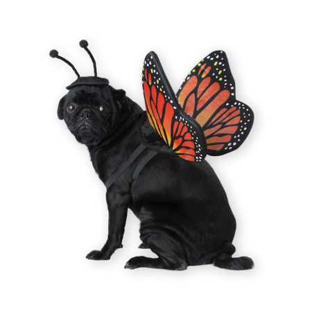 California Costume Collections Pet Monarch Butterfly