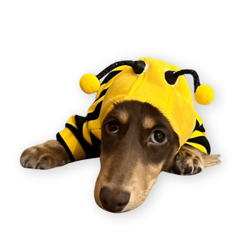 Funny Fuzzy Bee Suit Dog Costume