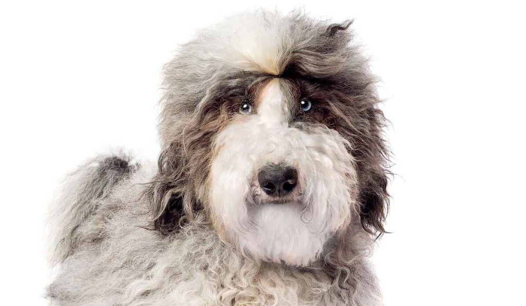 Photograph of a grey and white Sheepadoodle against a white studio backdrop.