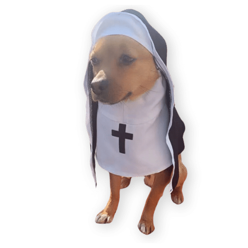 Halloween Nun Costume Funny Dog