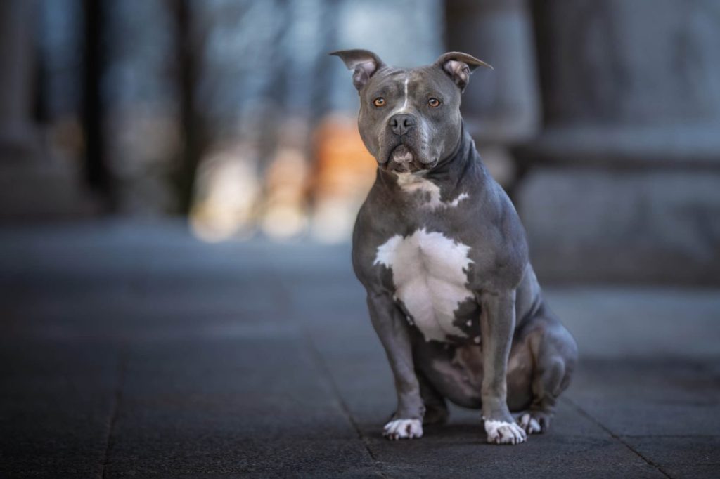 American Staffordshire Terrier outdoors.