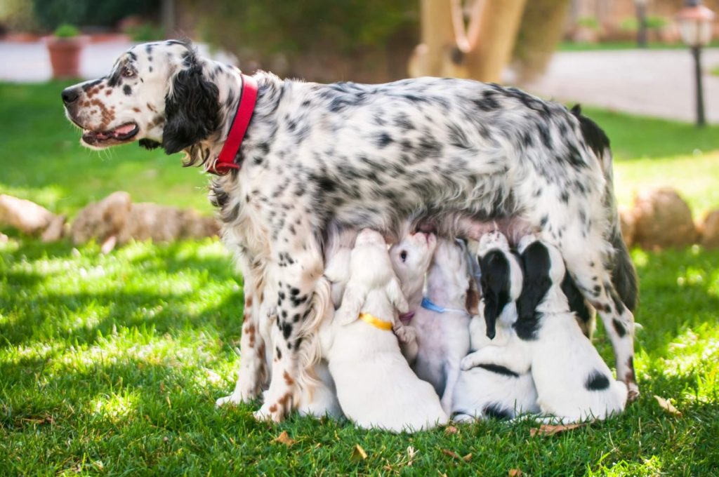 Mother English Setter feeding her puppies outdoors.