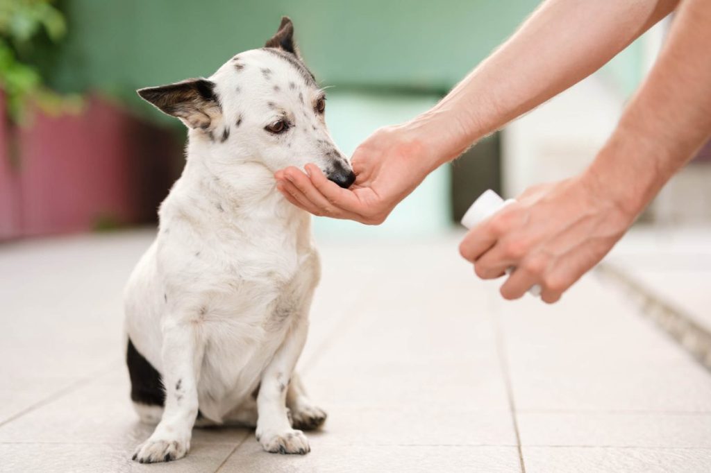 Human giving dog cephalexin pill.