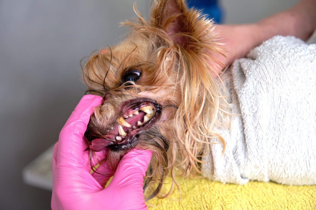 Groomer showing Yorkshire Terrier dog’s bad teeth with tartar buildup.