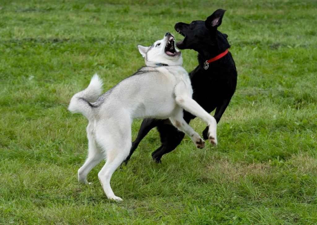 Two dogs fighting outdoors.