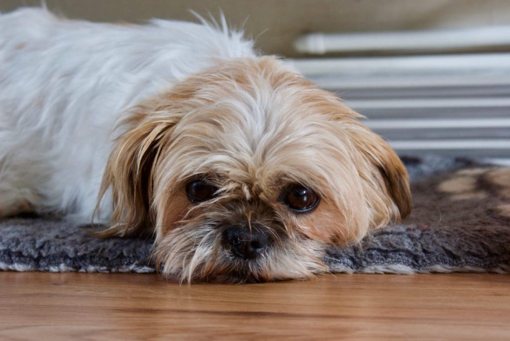 Shih Tzu dog — one of the breeds predisposed to developing atopic dermatitis.