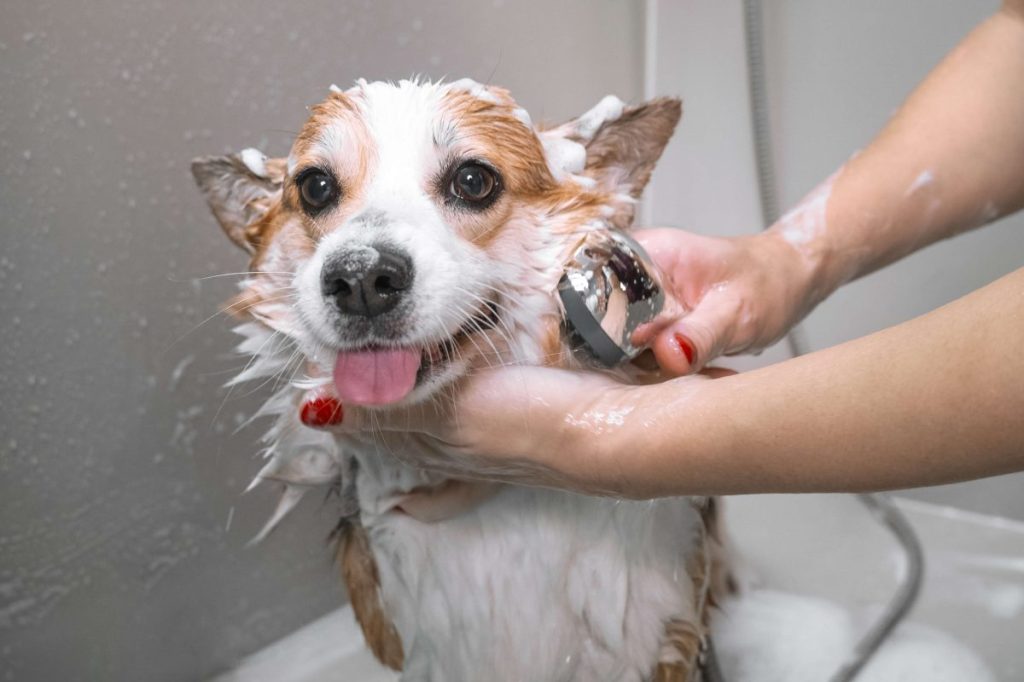 Dog getting a bath.