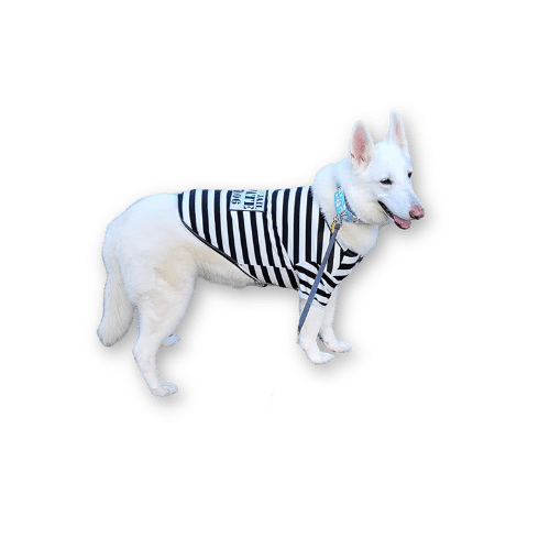 Parisian Pet Prisoner Dog Costume
