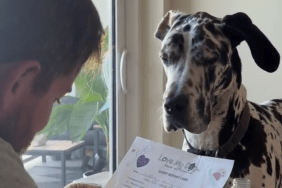 Great Dane Maddox doggy daycare report card