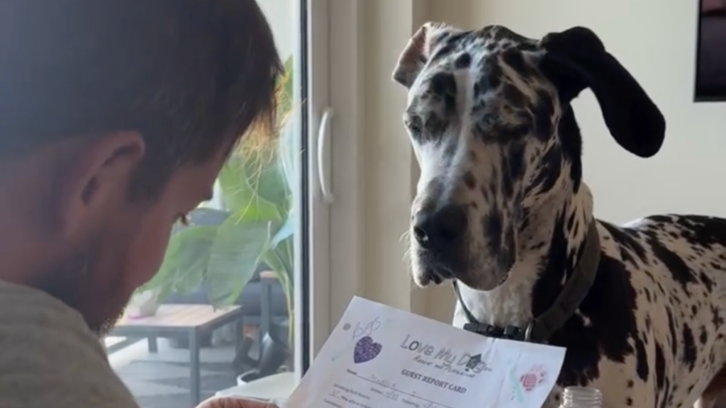 Great Dane Maddox doggy daycare report card