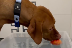 dog Vizsla bobbing apple challenge video Instagram