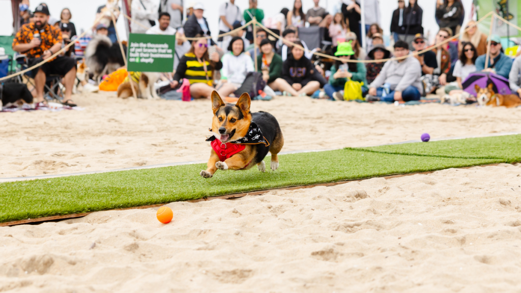 Corgi Beach Day 2024 Huntington Dog Beach