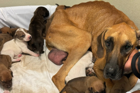 dog puppies emaciated woods recovery