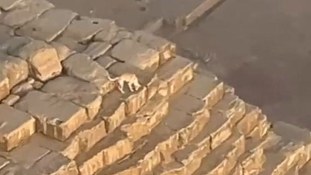 Dog chasing birds on top of Great Pyramid of Giza.