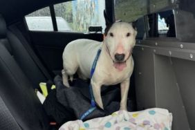 Dog who was left to die during Hurricane Milton in chest-deep water before being rescued.