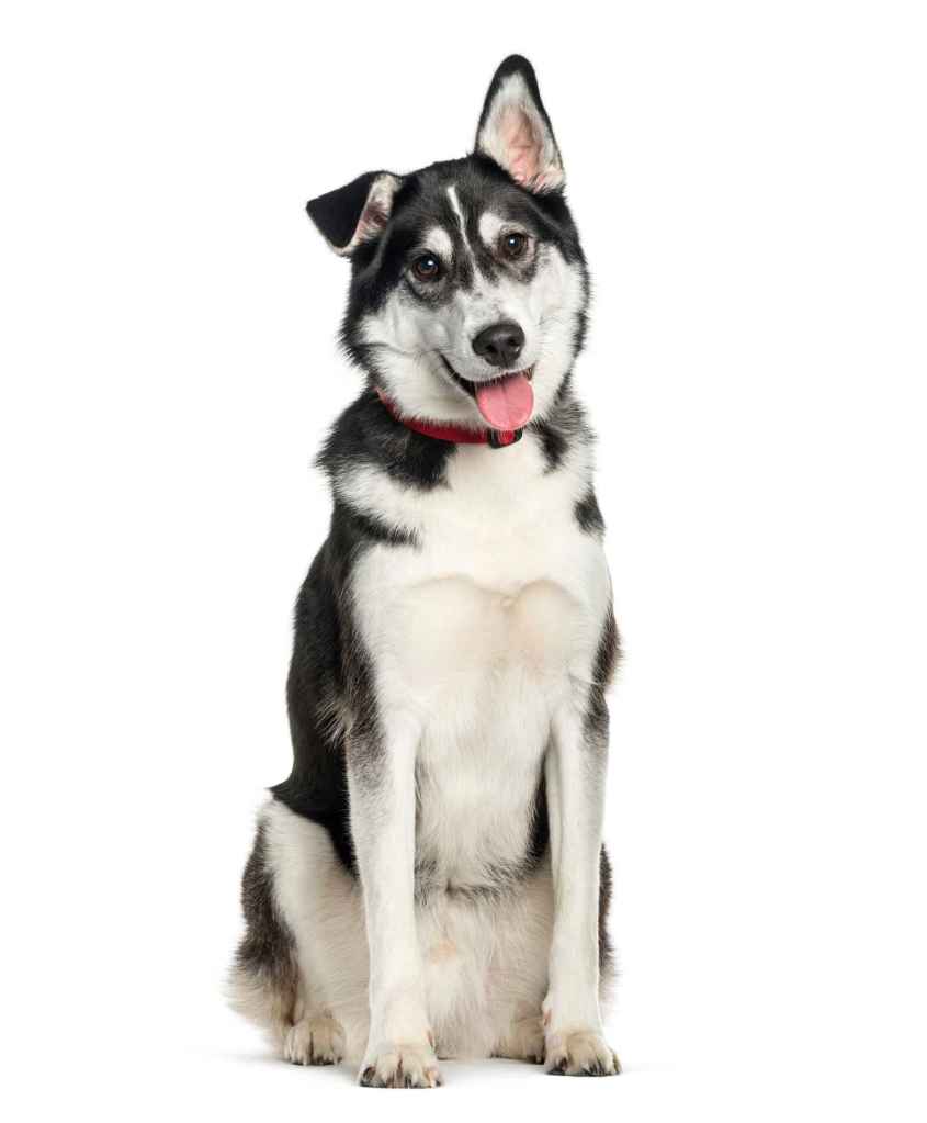 A Siberian Husky Labrador Retriever mix or a Labsky, sitting against a white studio backdrop