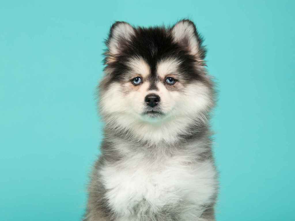 A fluffy black and white Pomsky puppy with blue eyes against a blue studio backdrop.