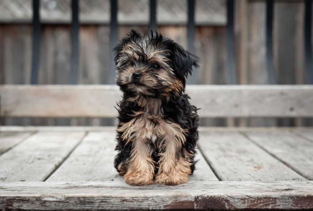 a black and tan Morkie puppy sits happily on a wooden boardwalk.