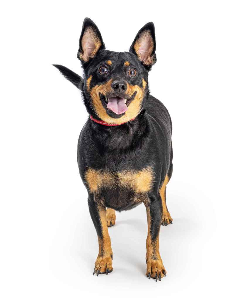 A happy looking Chipin stands against a white studio backdrop.