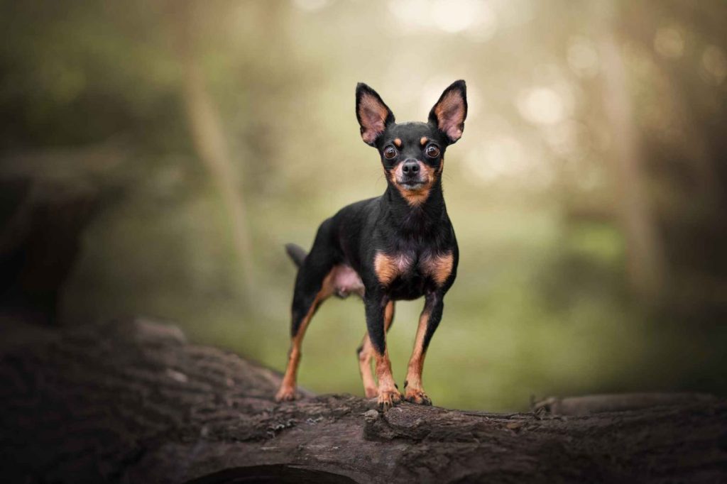 An alert black and tan Chipin stands on a log, looking at the camera.