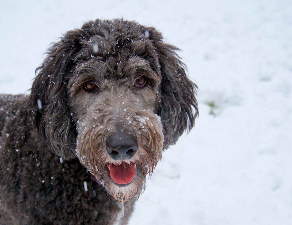 A closeup photo of a grey Sheepadoodle standing in the snow with snowflakes on their face.