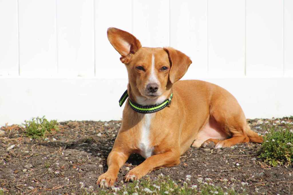 A tan and white Chiweenie dog with one ear up, one down sitting happily in the afternoon sun.