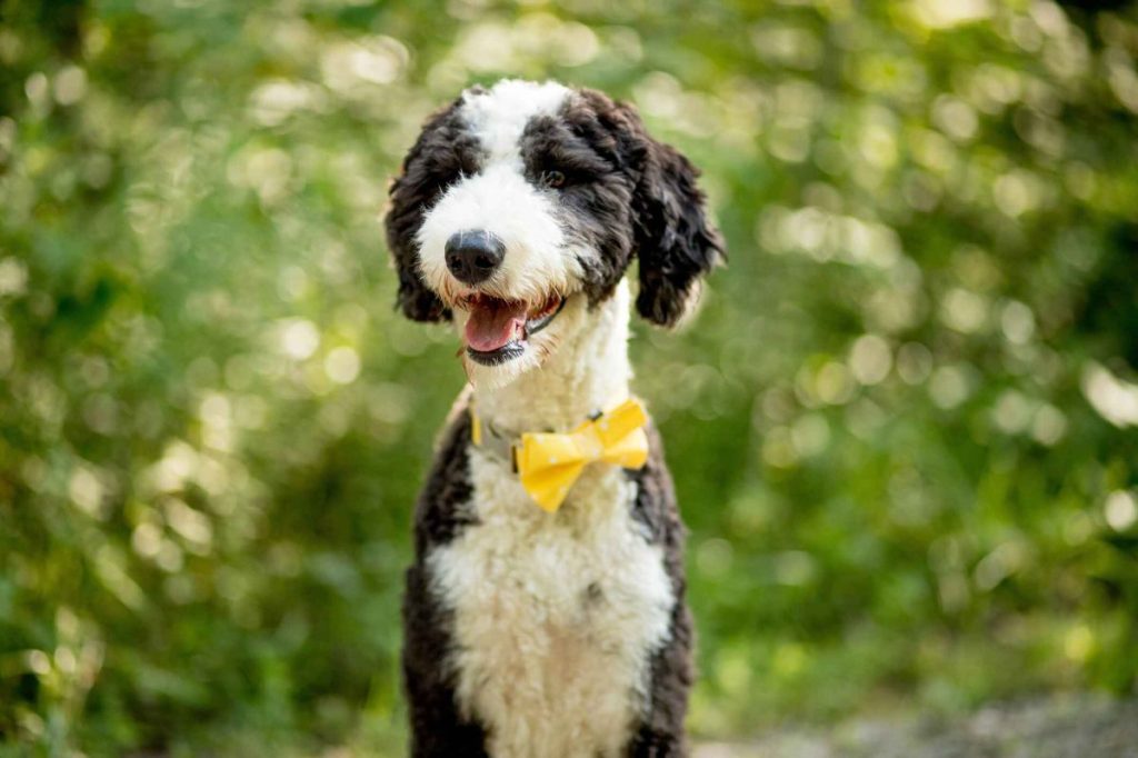 A closeup photo of a young black and white Sheepadoodle wearing a yellow bowtie collar.