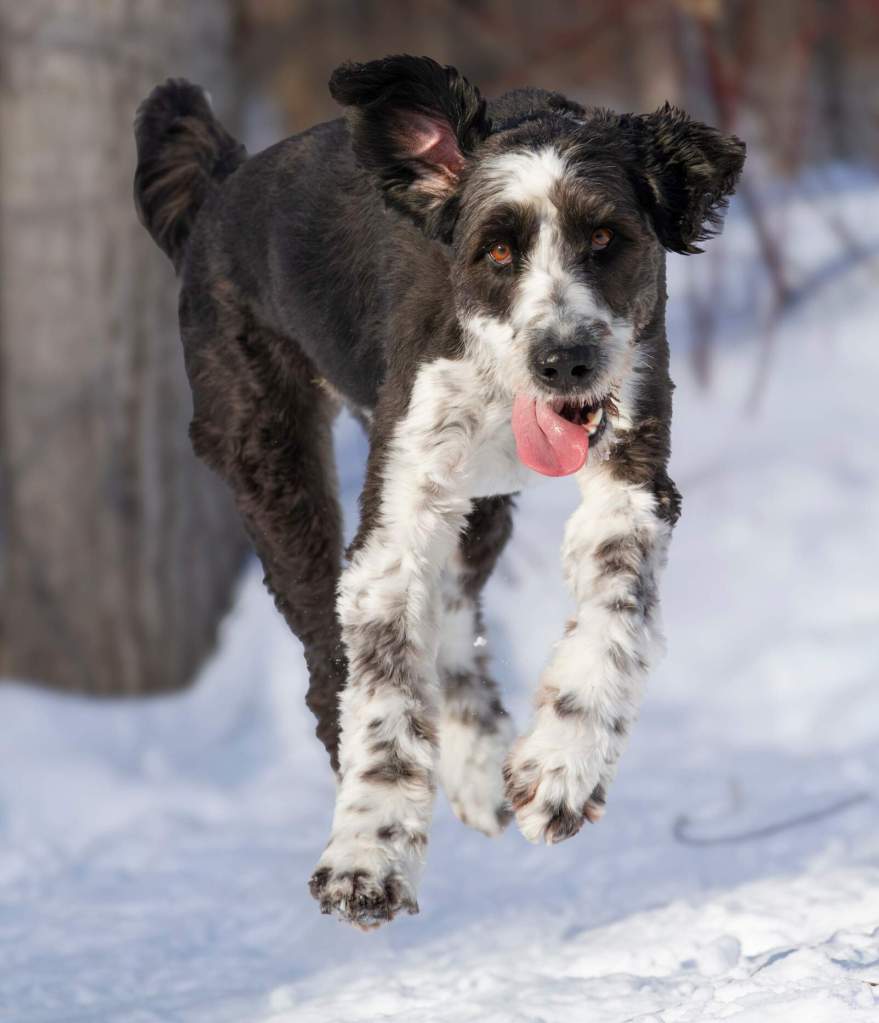 A black and white Bordoodle, or Border Collie Poodle mix, jumping in the snow.
